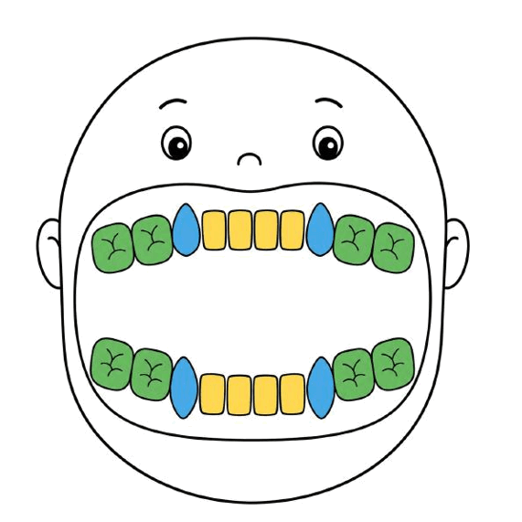 A drawing of a face with its mouth wide open, showing a full set of twenty baby teeth: yellow front teeth for biting, blue pointy teeth for tearing and green back teeth for chewing, with no six-year-old molars yet