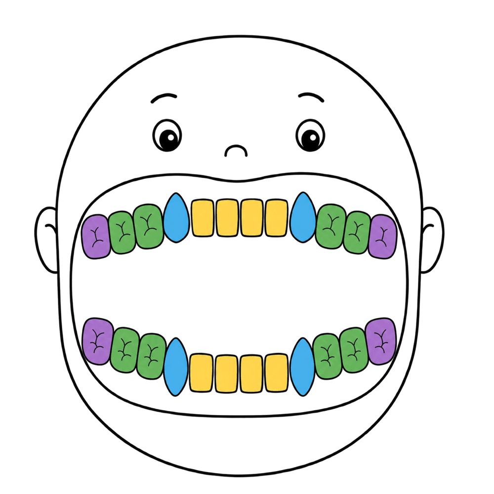 A drawing of a face with its mouth wide open. The teeth are coloured by their job: yellow front teeth for biting, blue pointy teeth for tearing, green back teeth for chewing, and purple six-year-old molars at the very back